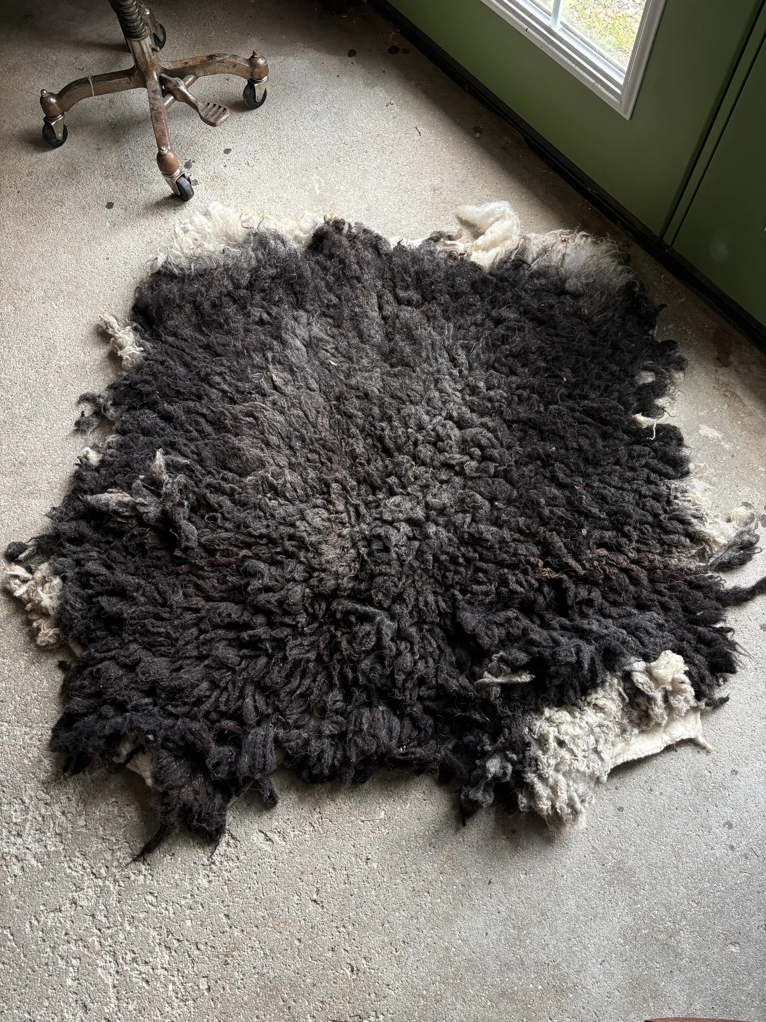 Black + Fawn Gulmoget Shetland Sheep Living Pelt 'Darwin'