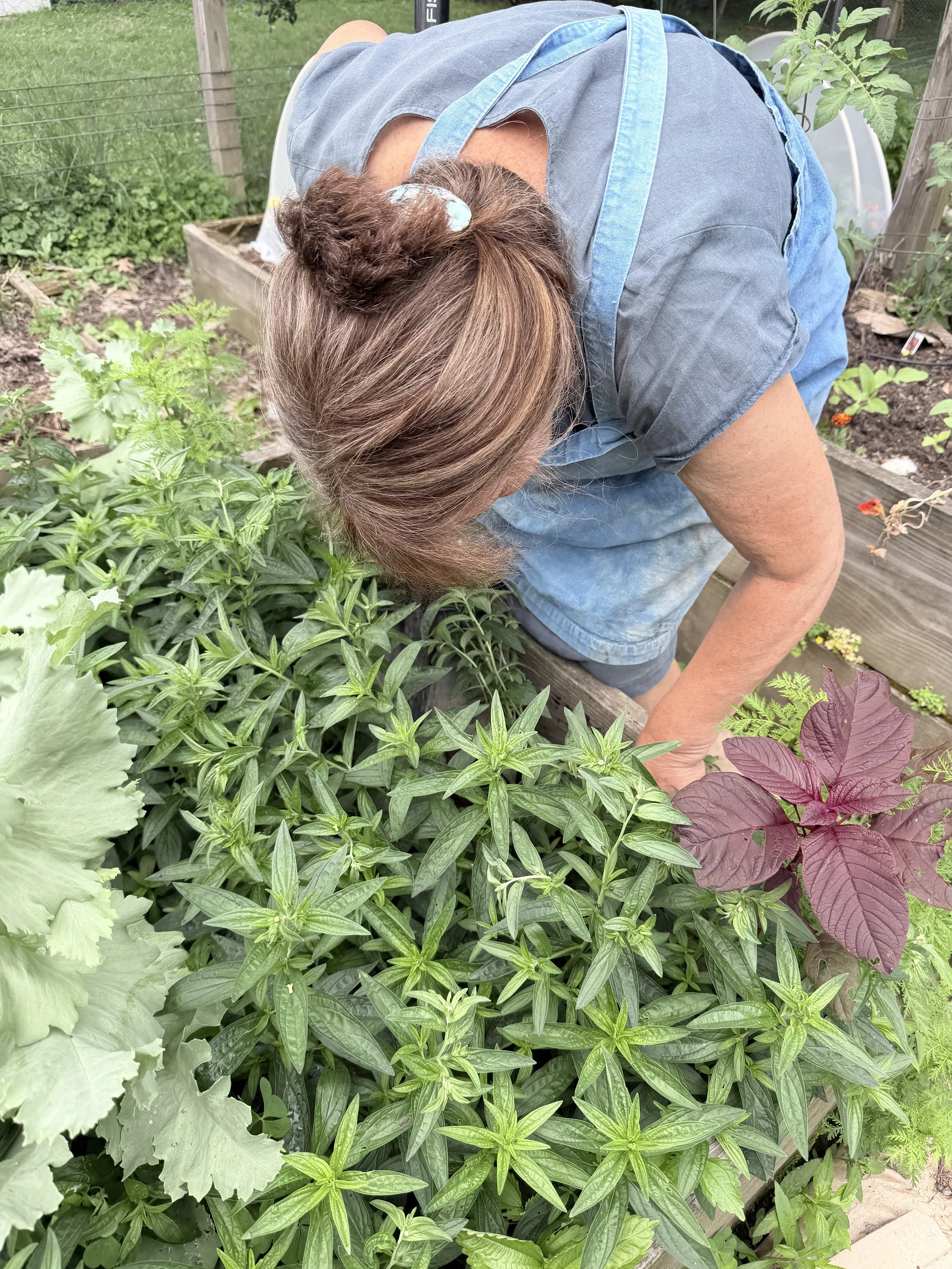 Murasaki plants growing in a raised bed. The plants have long thin leaves and silvery stems.