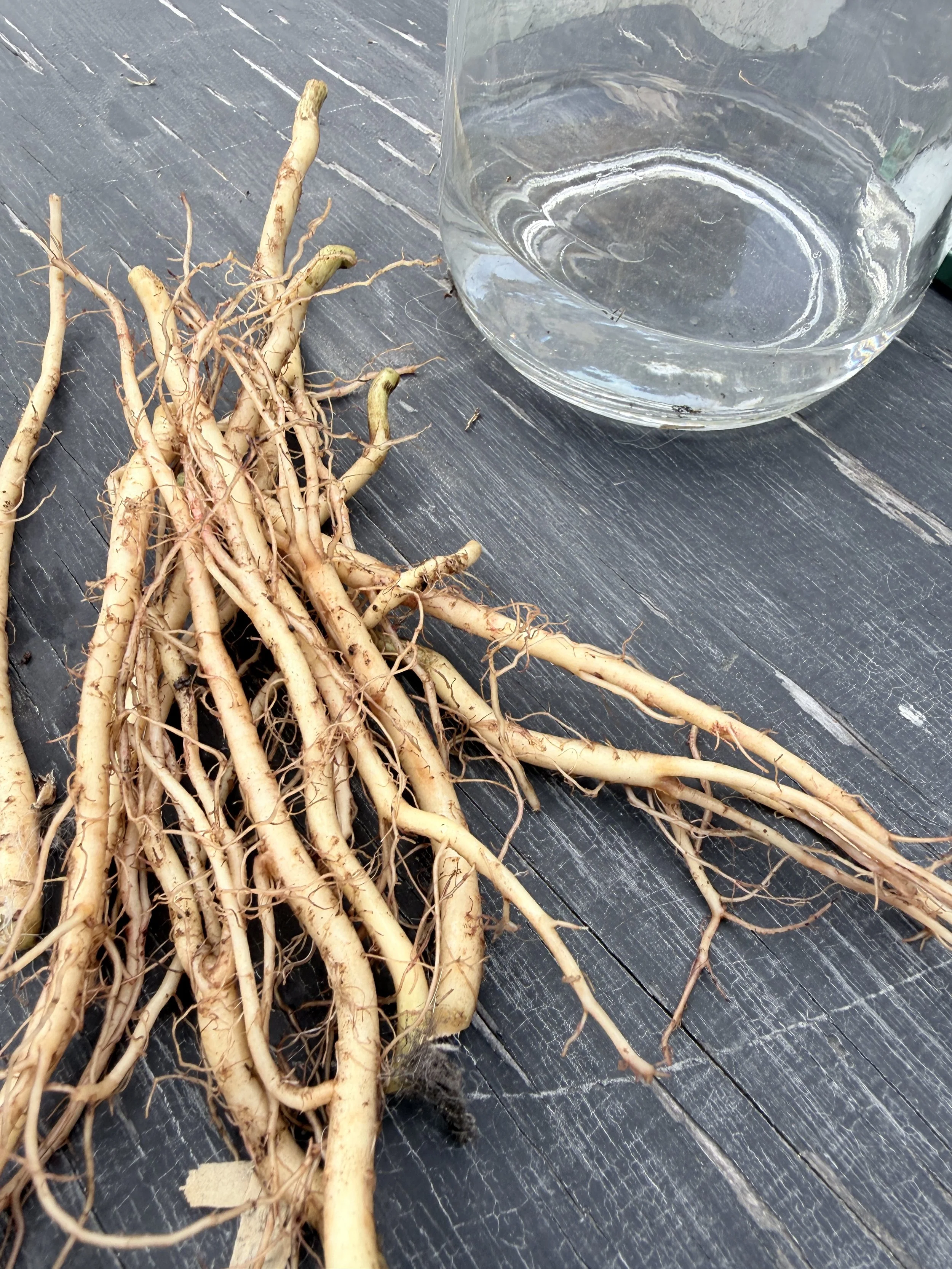Murasaki roots, which have branching, threadlike roots shooting off of yellow-white stalks.