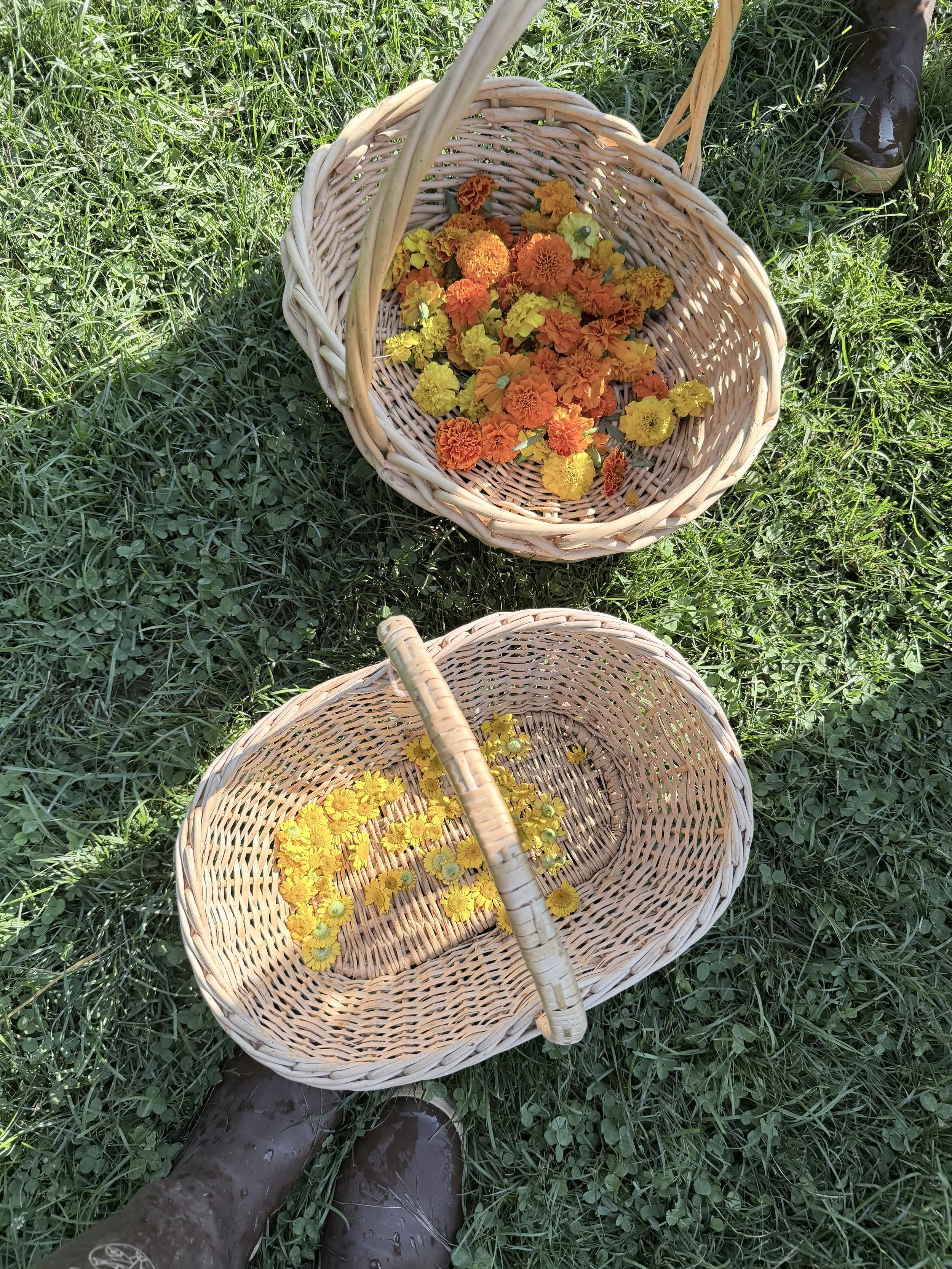 A basket of orange marigold flowers and a basket of yellow chamomile flowers