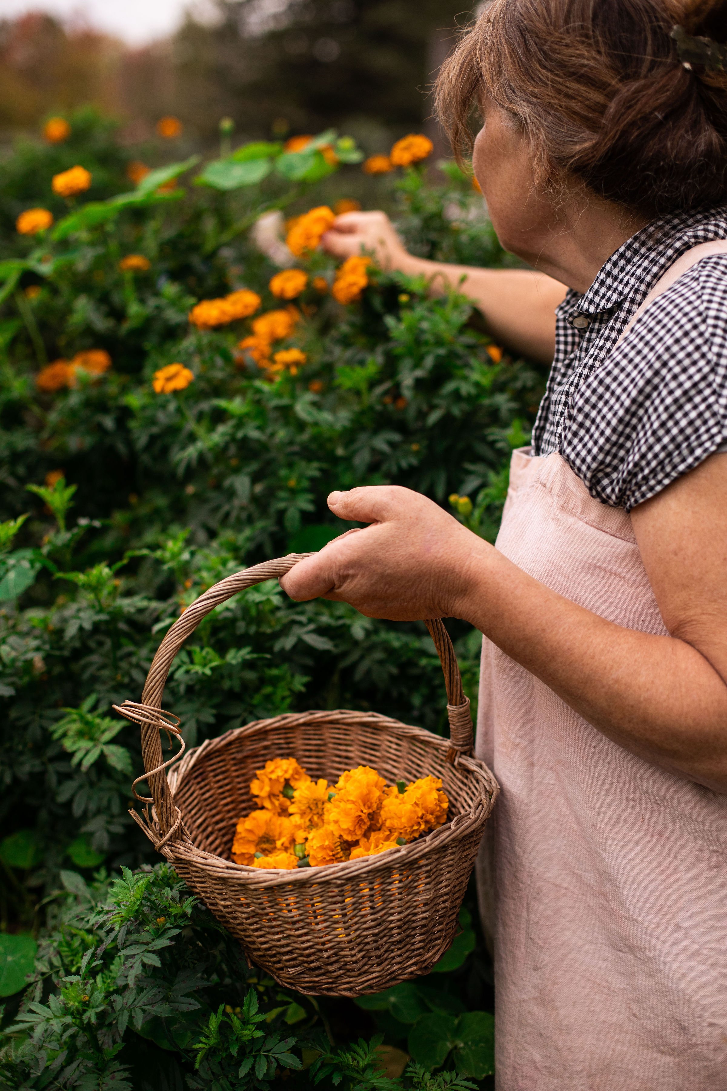 Marigolds.jpg