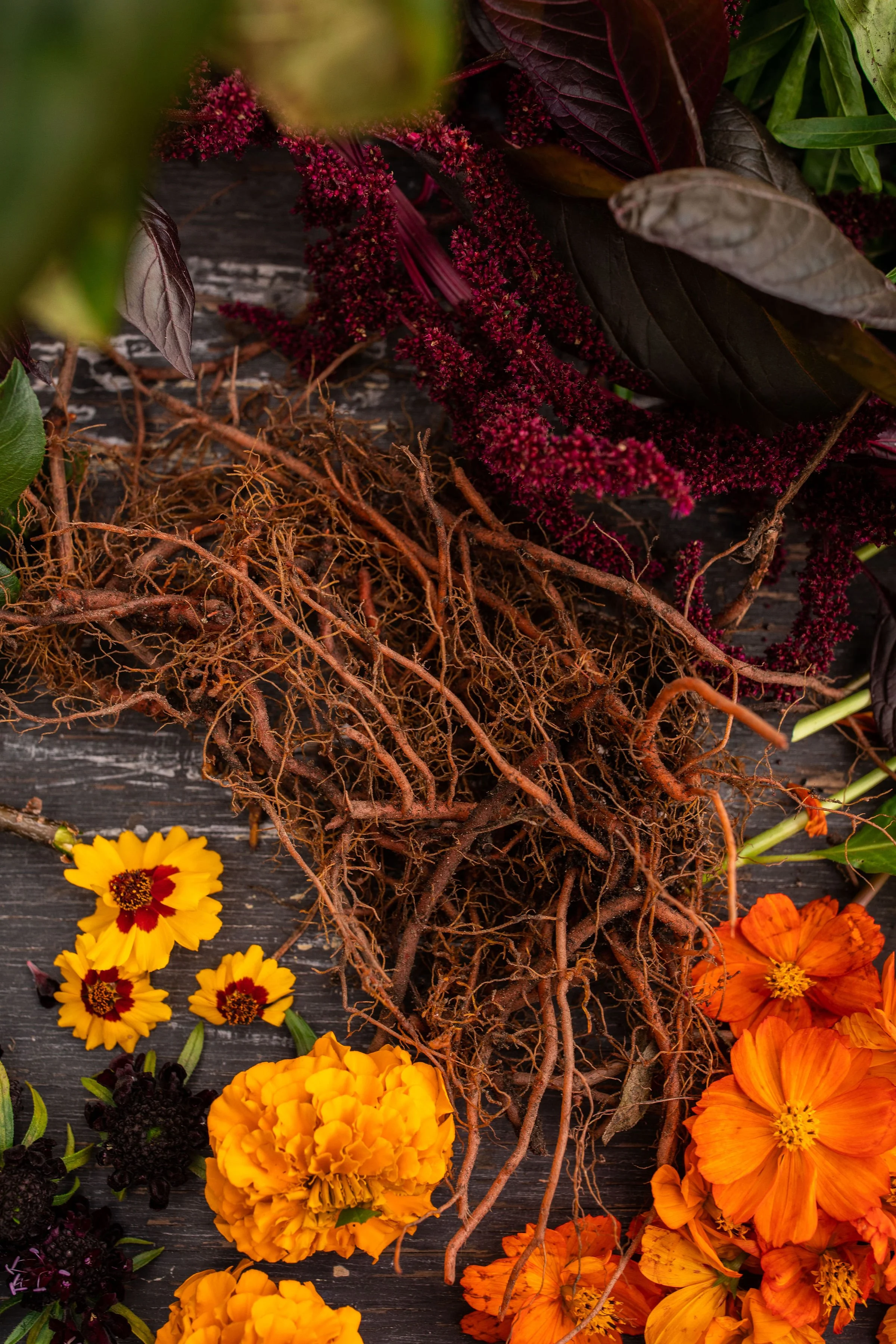 DyeFlowersRoots.jpeg
