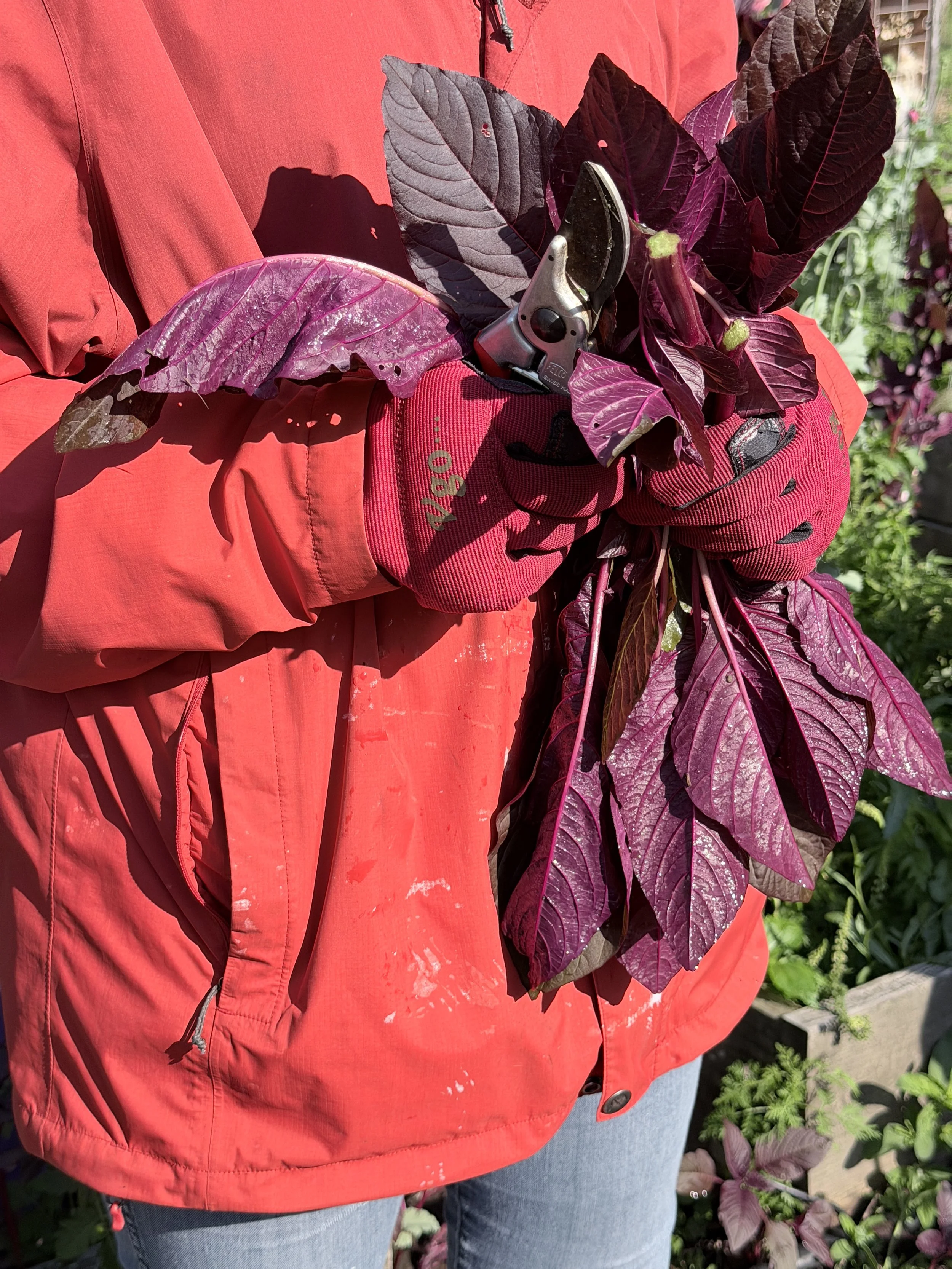 A person holding large, dark red amaranthus leaves and a pair of garden shears.