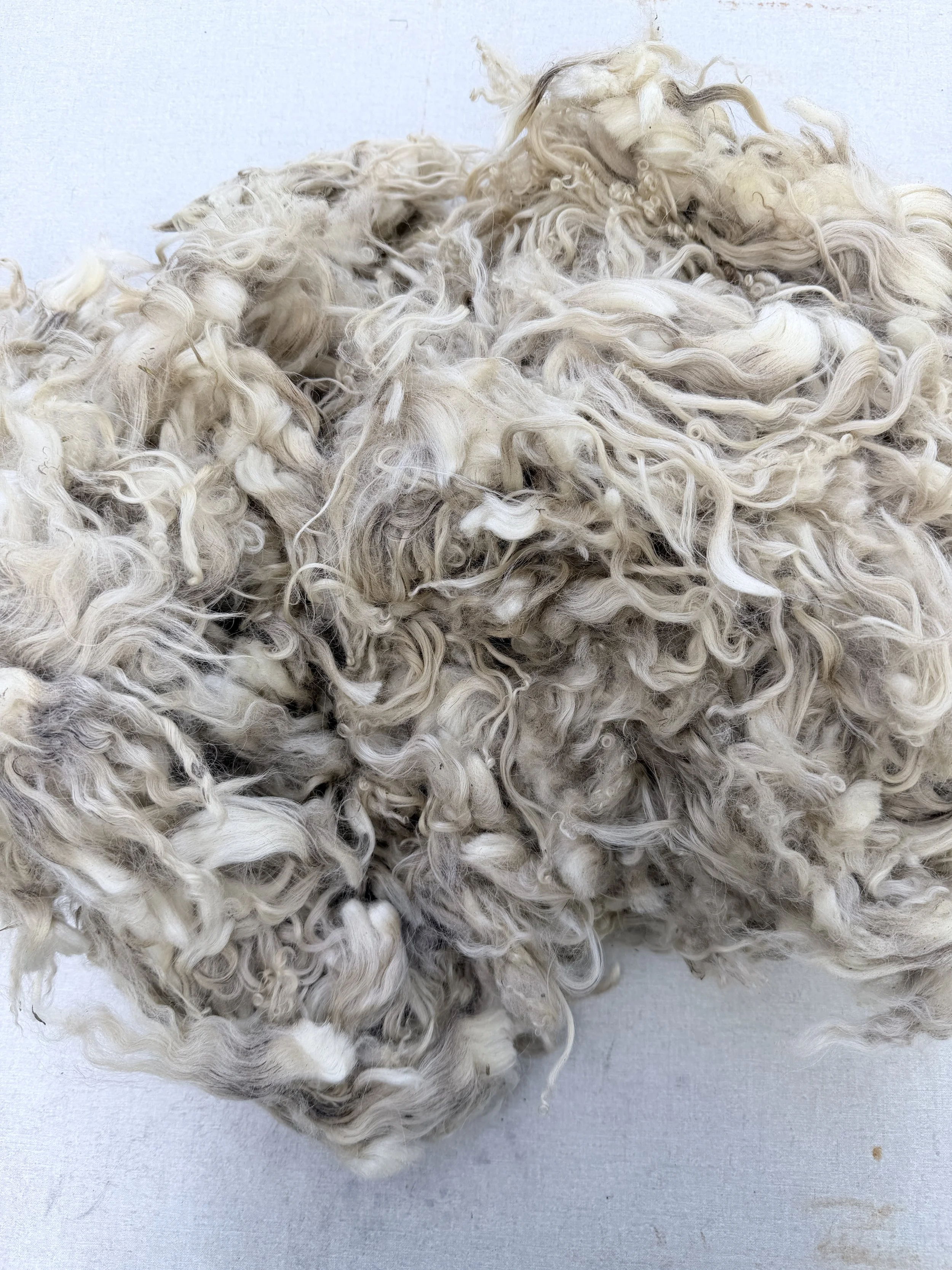 Lamb's Fleece Raw Wool Junior Mint Valais Shetland Teeswater