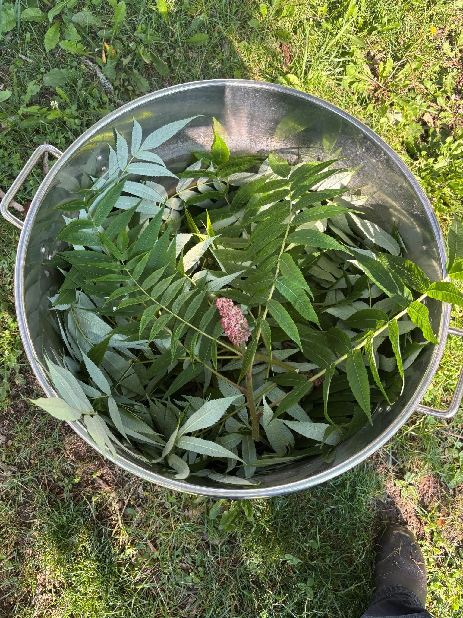 Pot full of sumac leaves and a few pink flowerheads