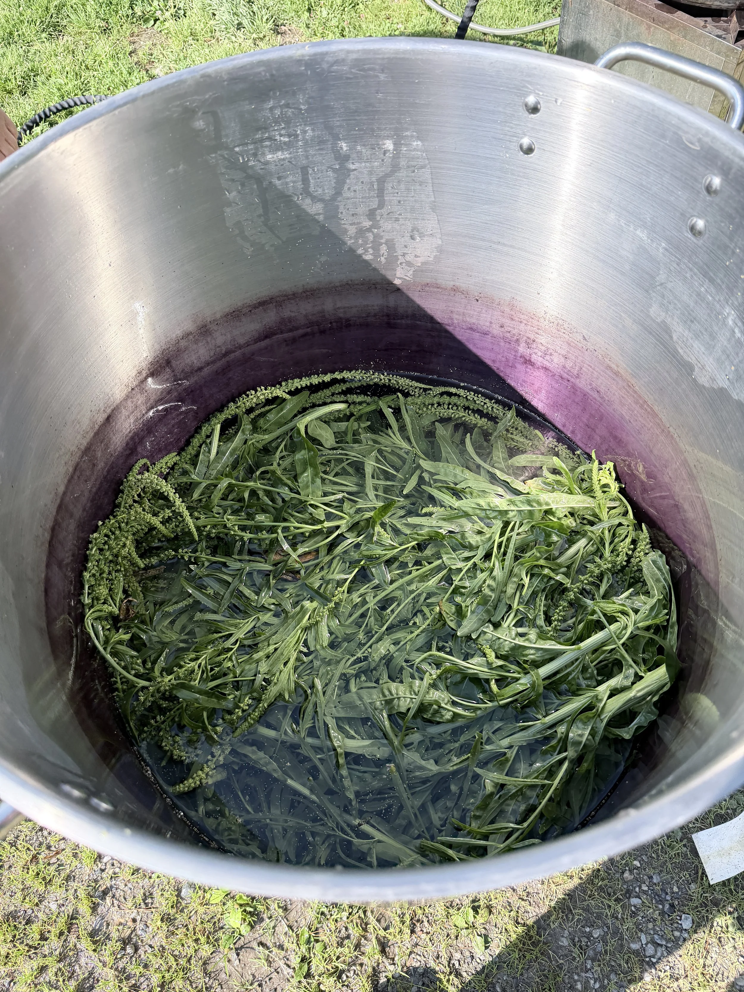 A large cooking pot with weld leaves and stems simmering in a few inches of water