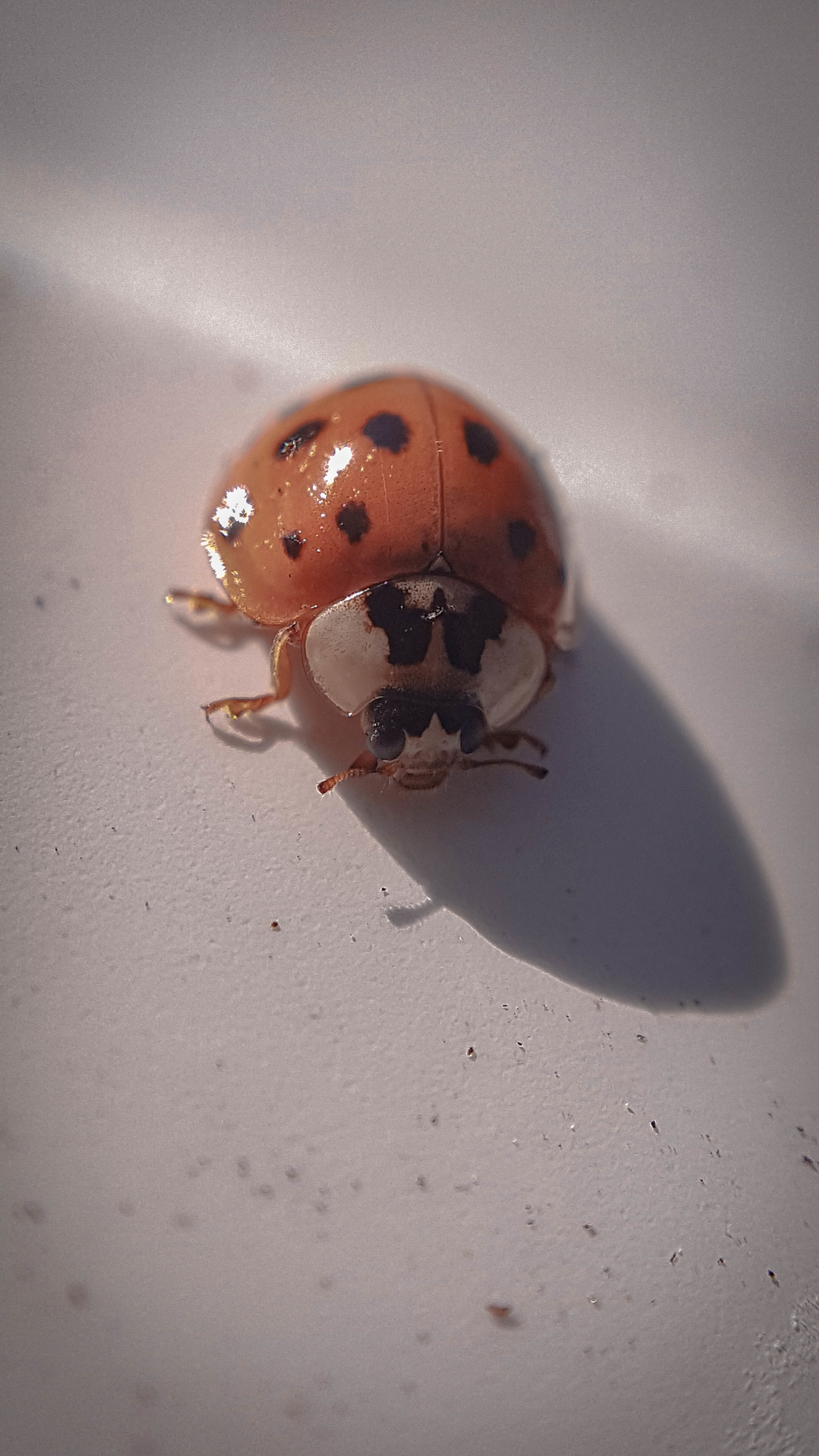 ladybug-4.jpg