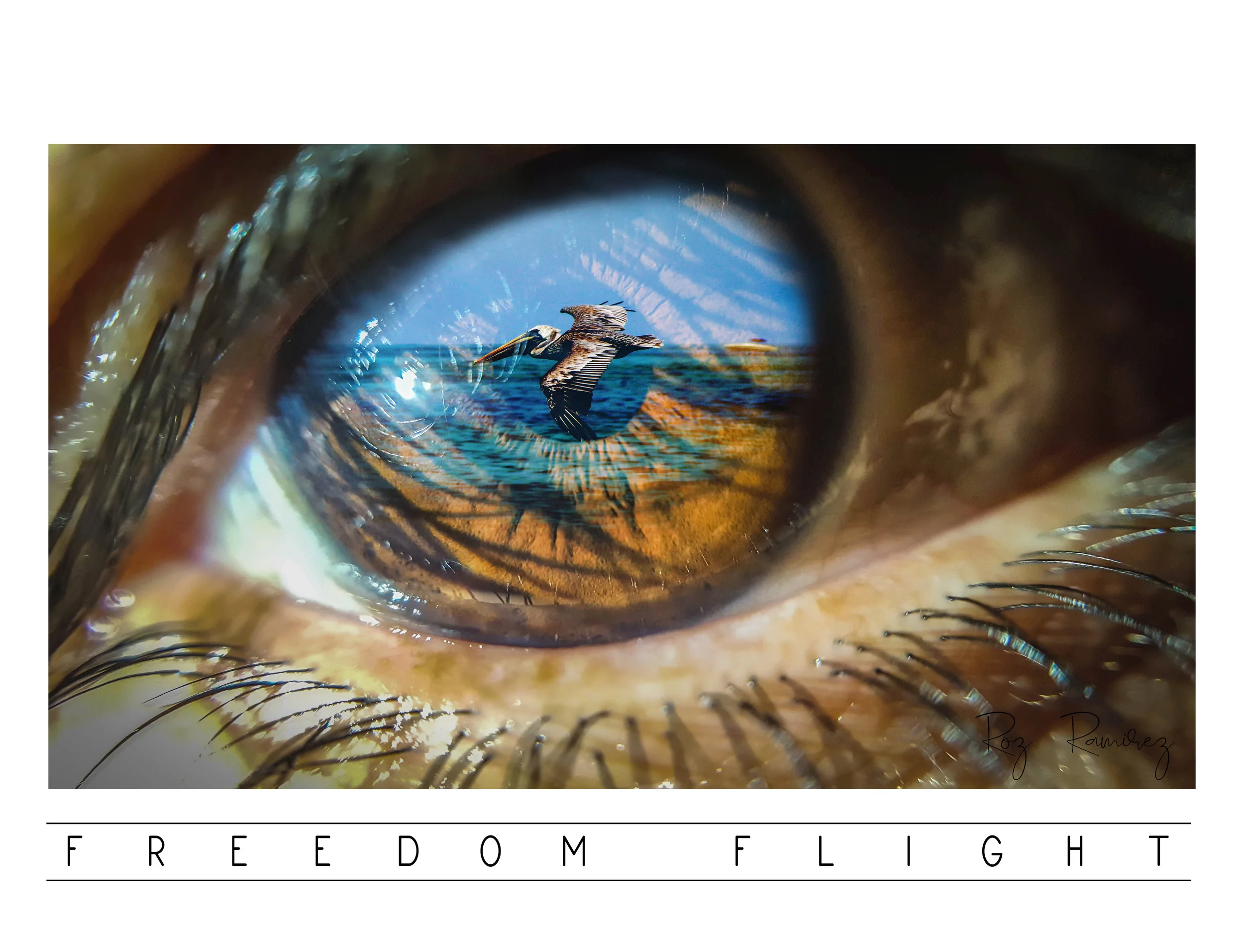 freedom flightlbl.jpg