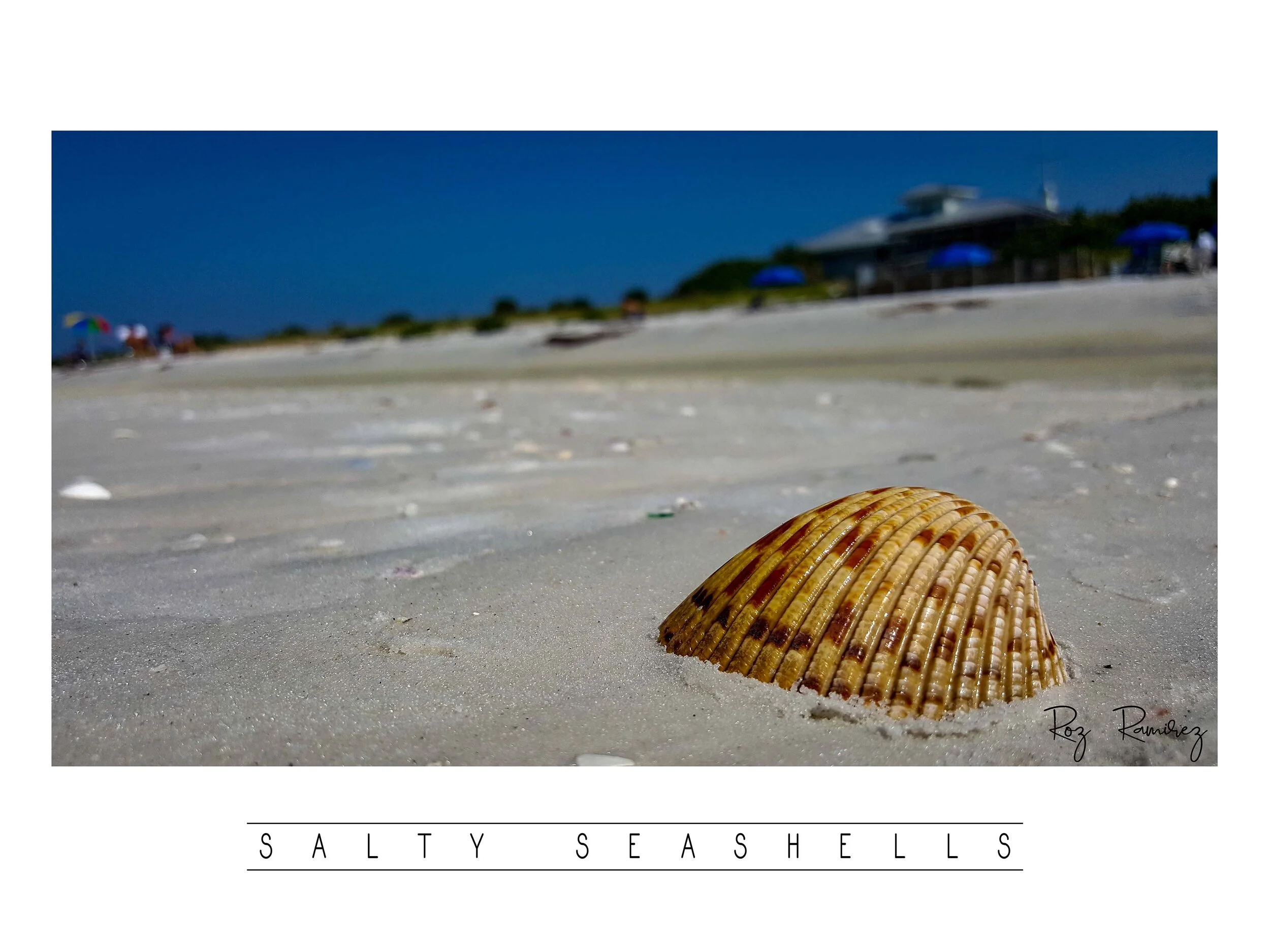 salty seashells.jpg