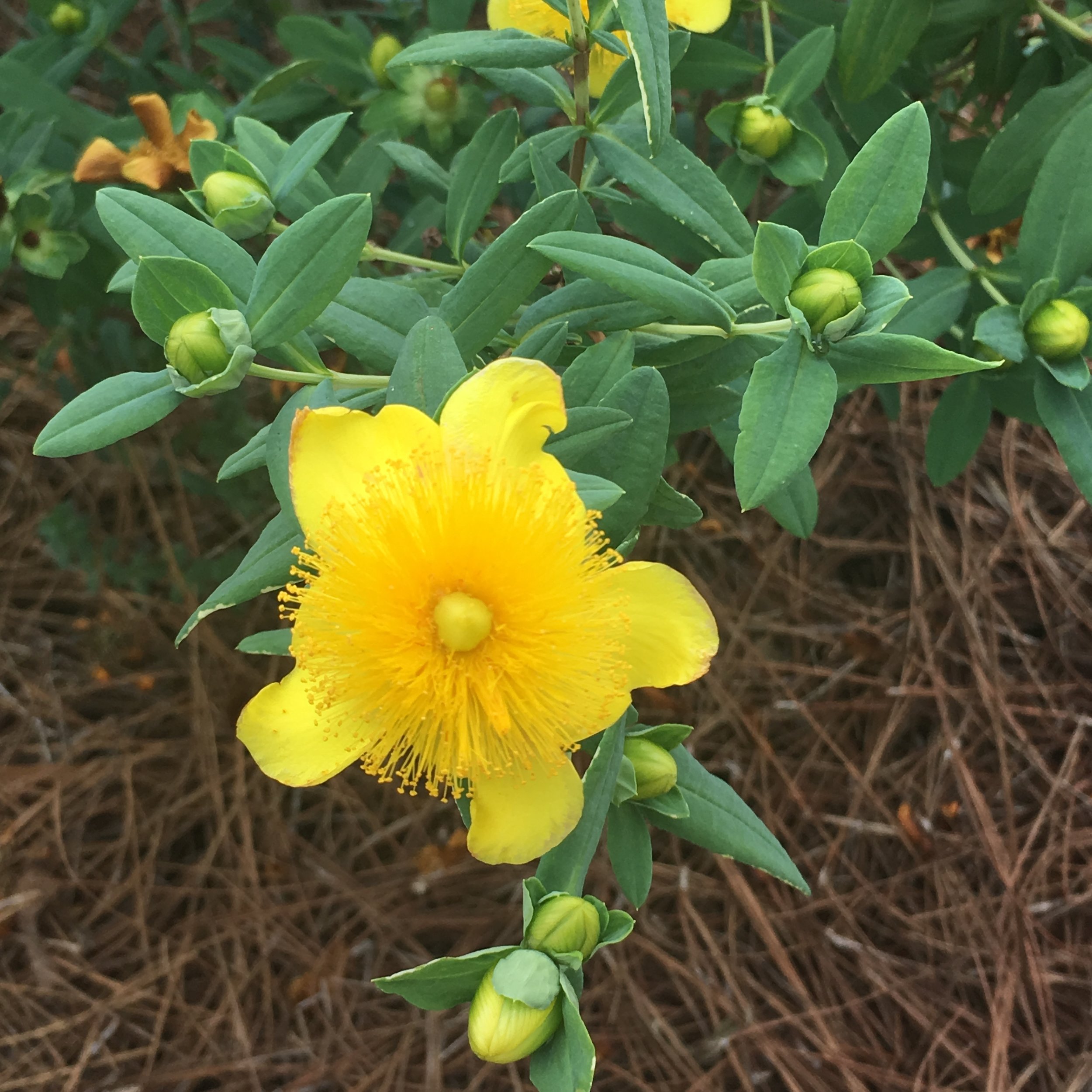  Golden St. John’s Wort ( Hypericum frondosum ) 