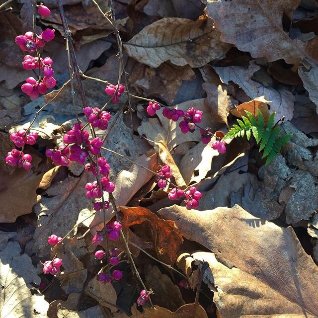 Winter vignettes... Symphoricarpos orbiculatus (Coralberry) with Dryopteris marginalis (Marginal Wood Fern) &amp; Carex rosea (Rosy Sedge) at a magical residential woodland project in South Knoxville