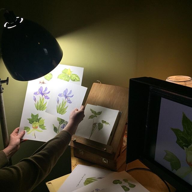 Working on the spring series! Winter series cards still available @shoprala &amp; @threeriversmarket. Thanks @jackparkerphoto for making us this awesome lamp for color-matching doubling as the office SAD lamp.