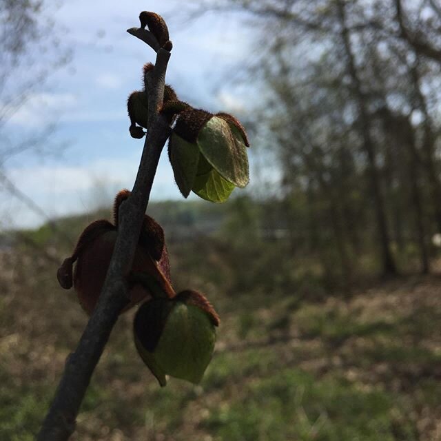 Asimina triloba, our native Pawpaw is in full bloom today at the Lakeshore Park woodland marsh enhancement project. Flowers are as elusive and mysterious as the fruit.