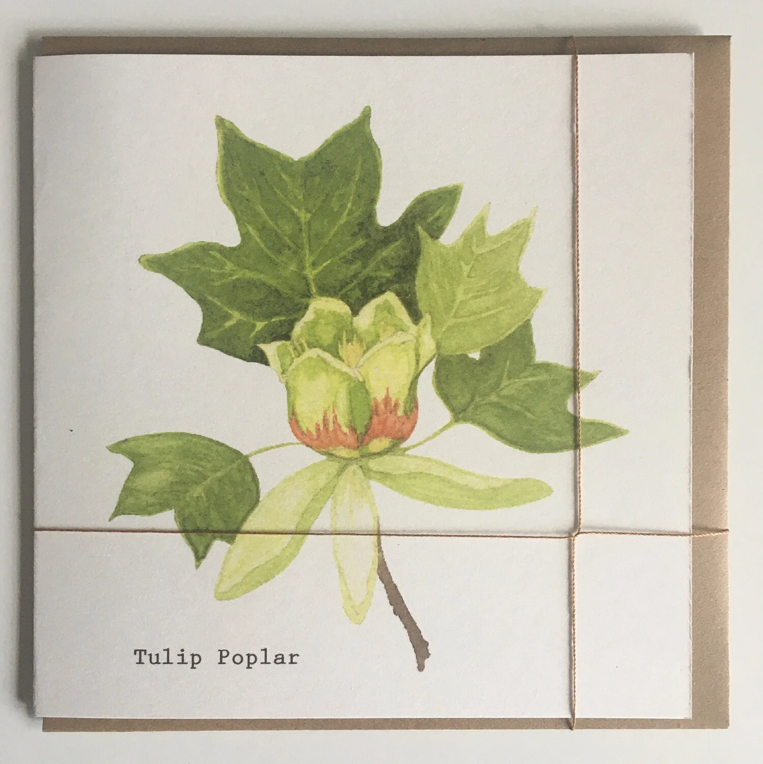 Tulip Poplar
