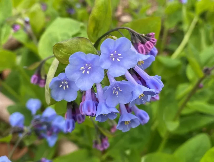 virginia bluebells