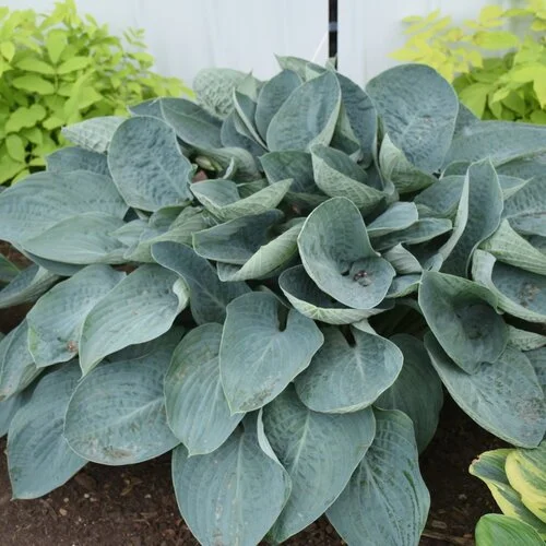 hostas