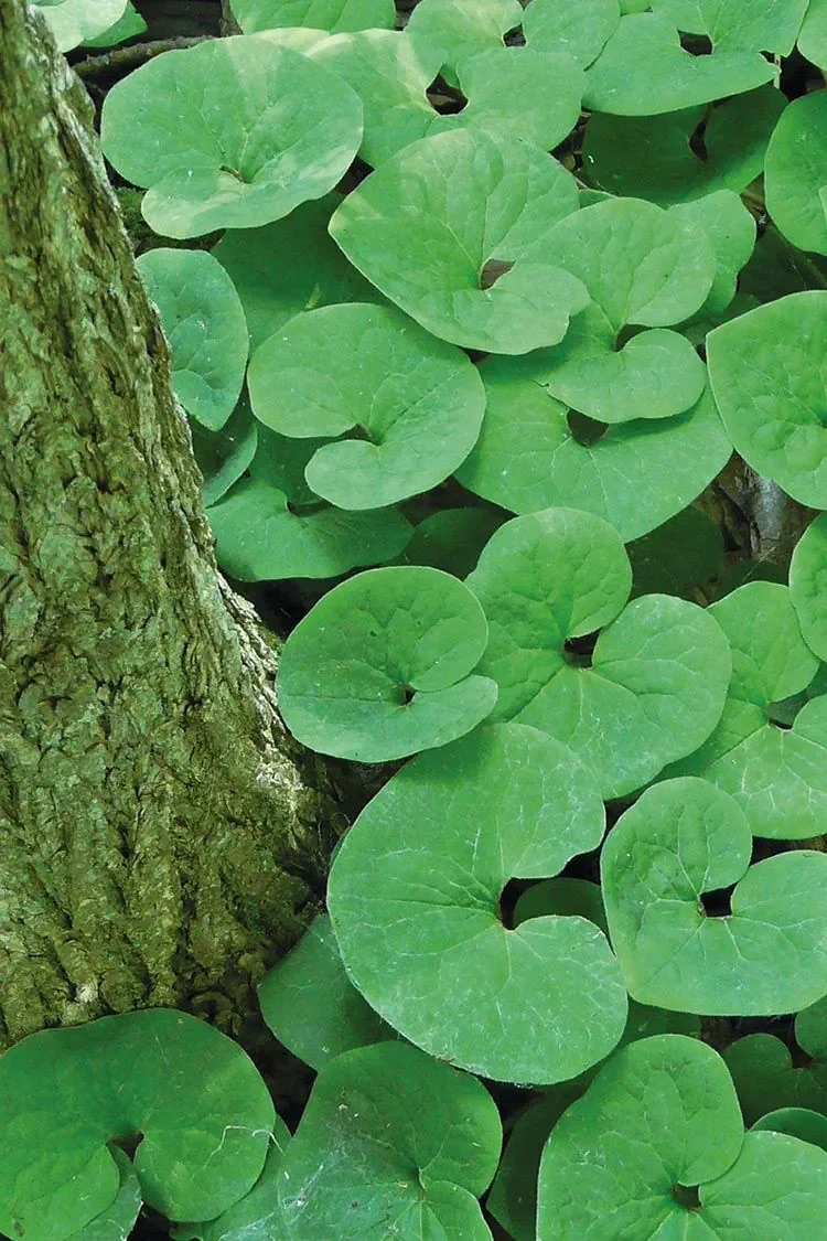 wild ginger a.k.a asarum canadense