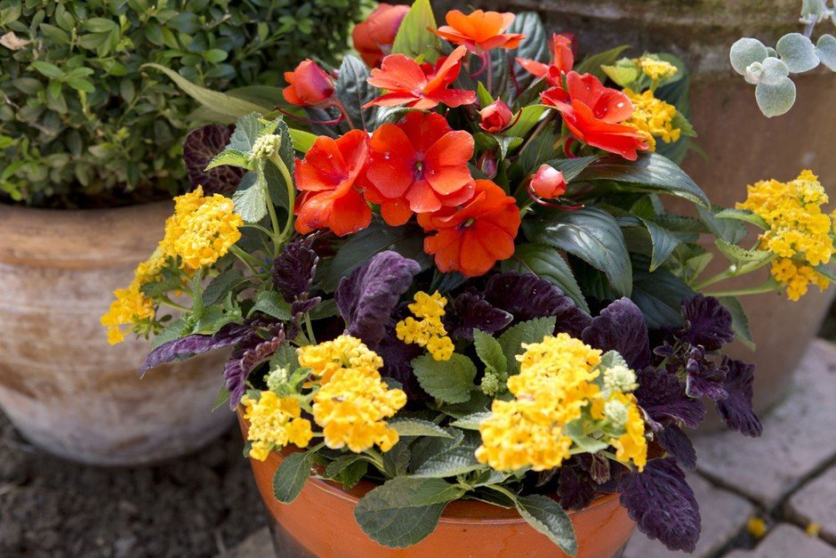 coleus and impatiens