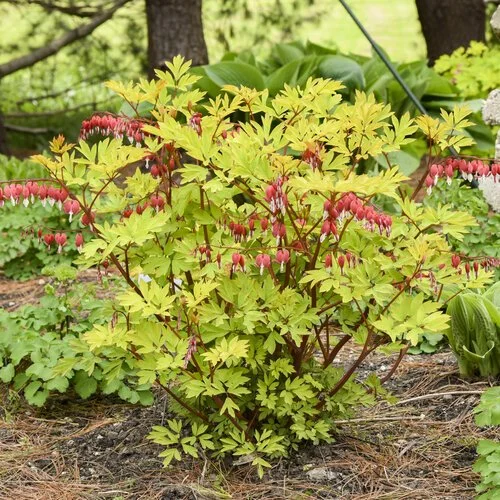 bleeding heart plant