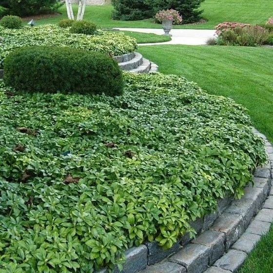 Pachysandra