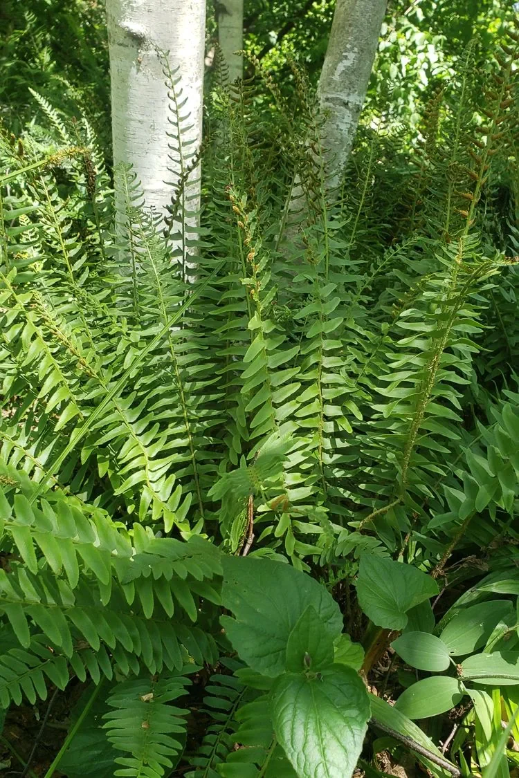 christmas fern