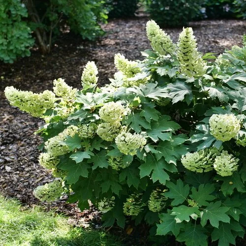 oakleaf hydrangea