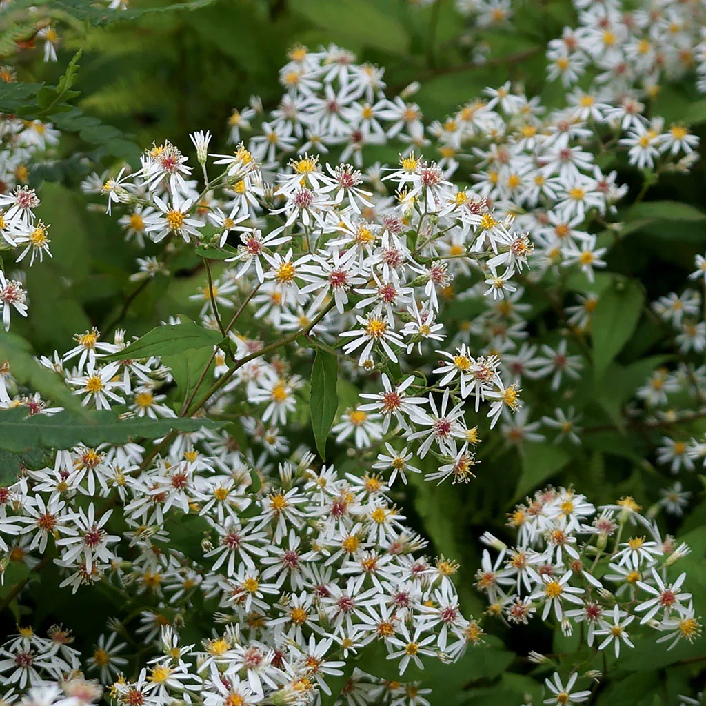 white wood aster