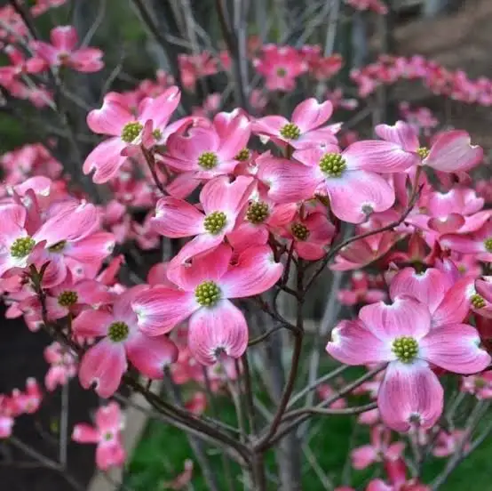 Flowering Dogwood (Cornus florida)