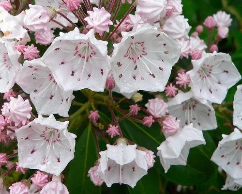 mountain laurel a.k.a kalmia latifolia