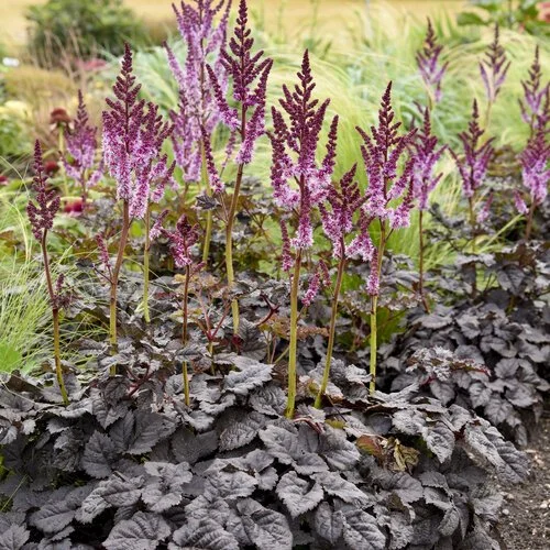 dark side of the moon astilbe hybrid