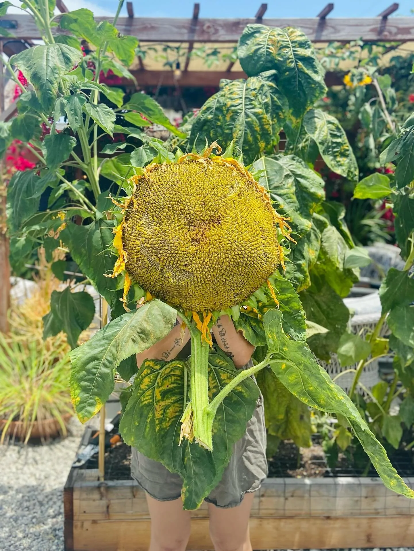 One of my biggest joys at home is the garden. Being able to transform a dead back lot into another world to experience &amp; enjoy. What was once a square of dirt, has been turned into a pollinators paradise. Through gardening, my obsession with grow