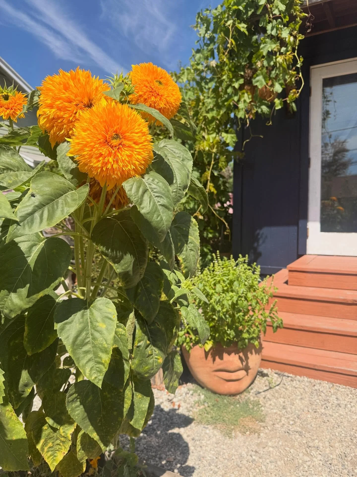Sunflower 🌻 Sunday. Our Double Sun Kings looking glorious in this heat wave. @bakercreekseeds is one of my go to&rsquo;s for unique seed varieties! Their yearly seed catalogue is a fabulous gardener&rsquo;s companion and a favorite on the shelf. 👌?