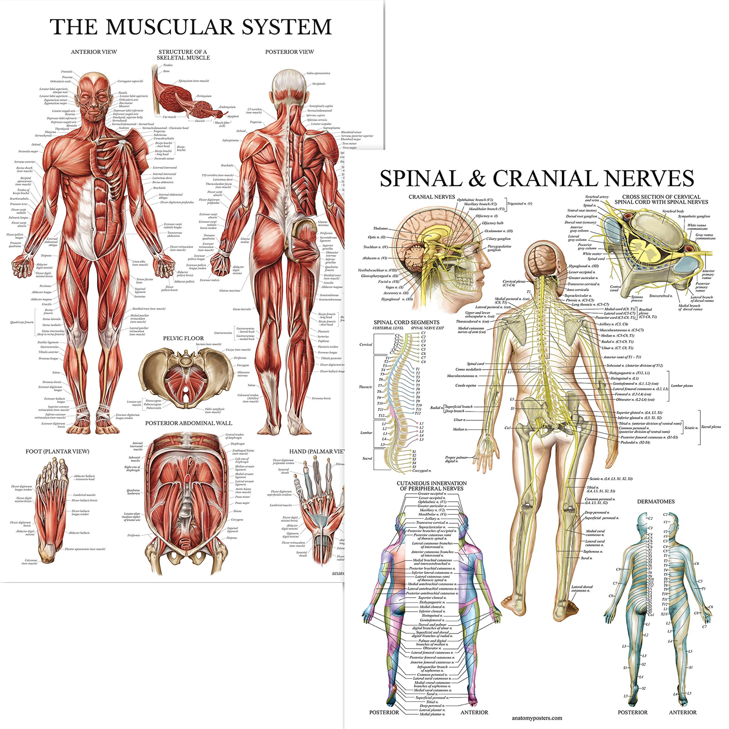 Body Alignment Consultation & Functional Program