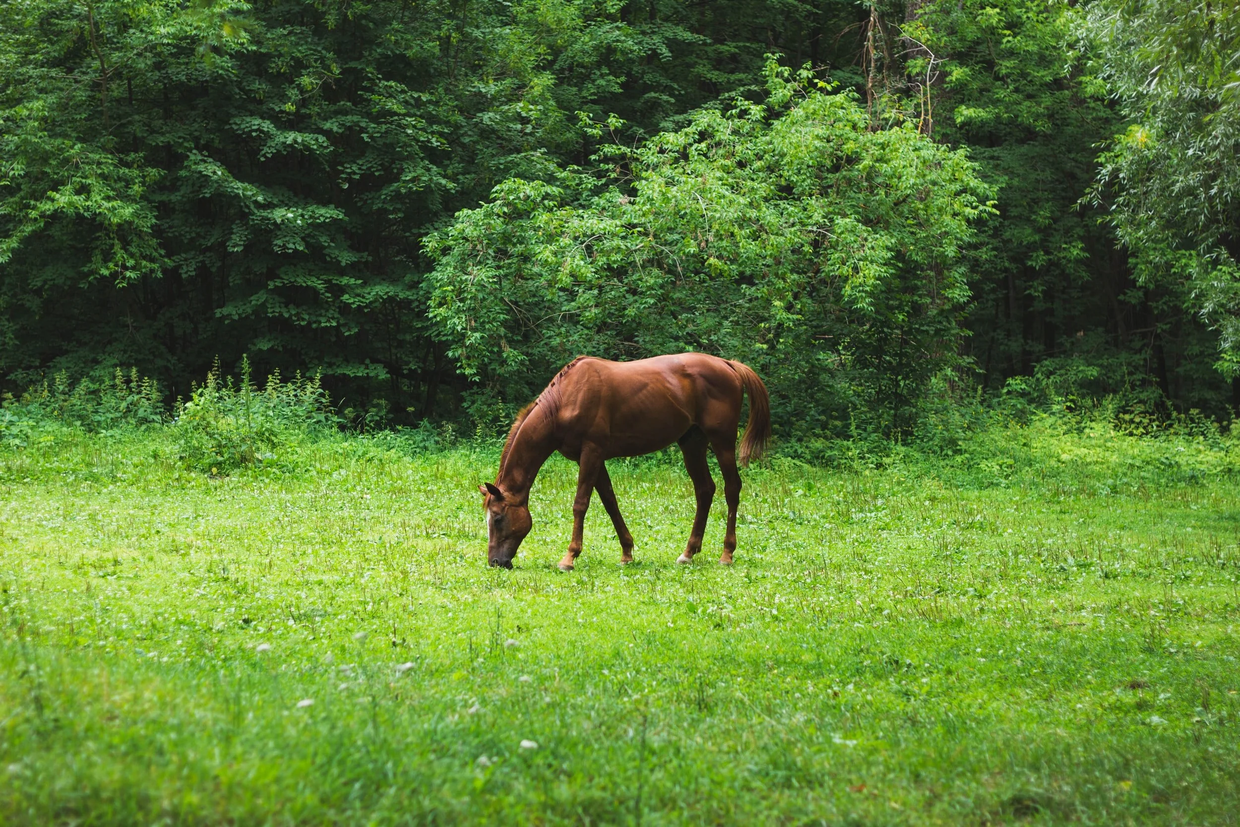 The Livery Horse Farm | Hinesburg, VT.
