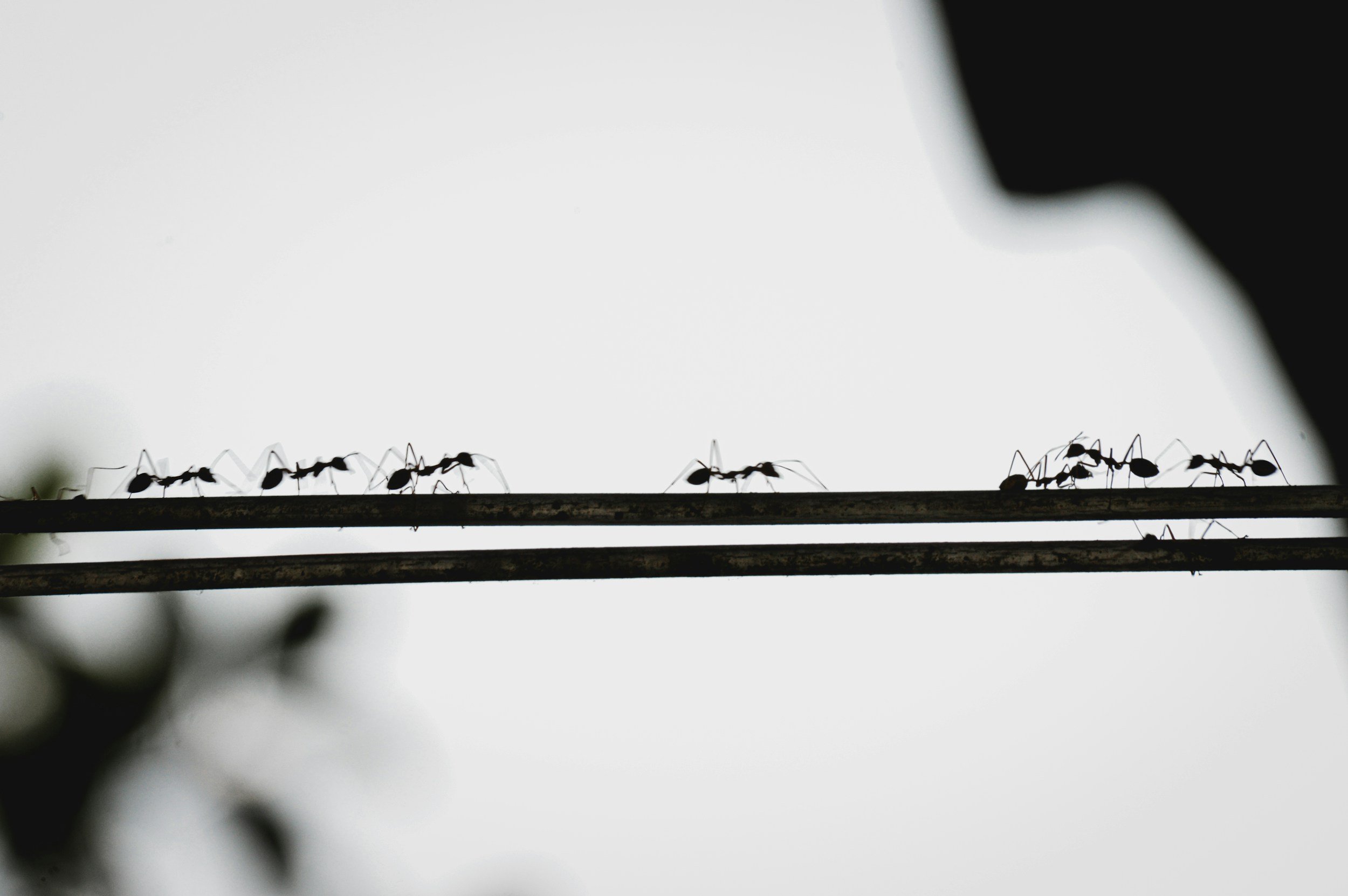 Ants. Coming &amp; Going