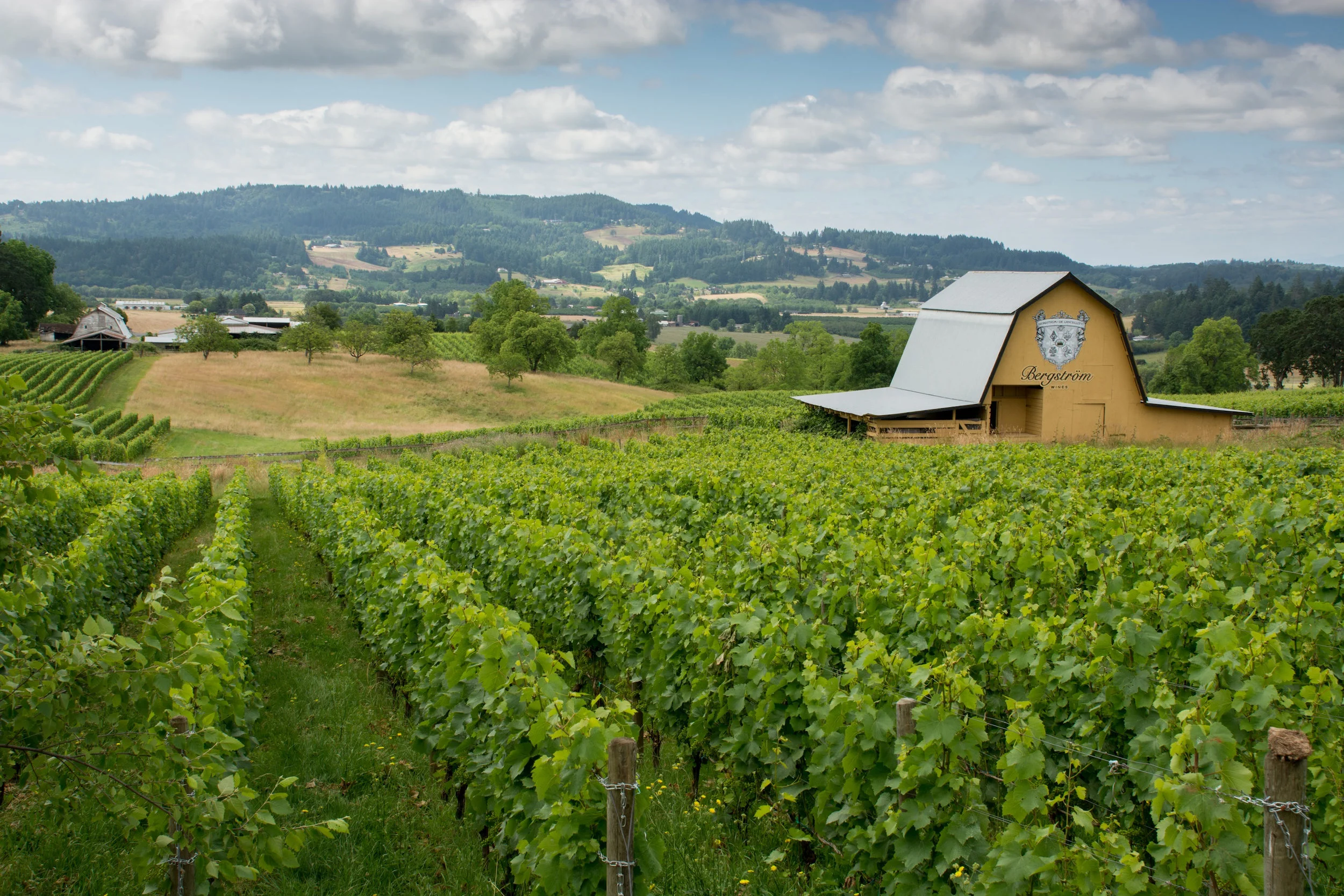 Bergstrom Banner Image.jpg