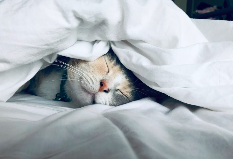 Tips For A Great Night's Sleep