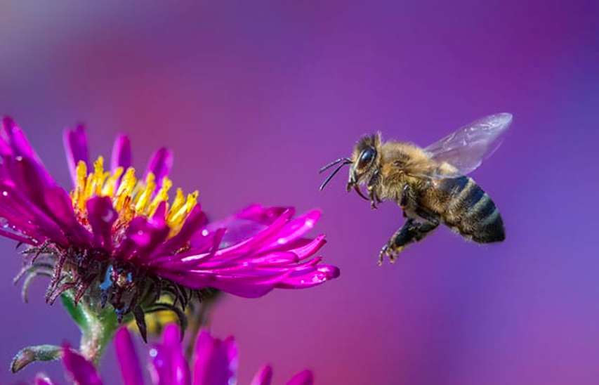Buzzword: Beegan