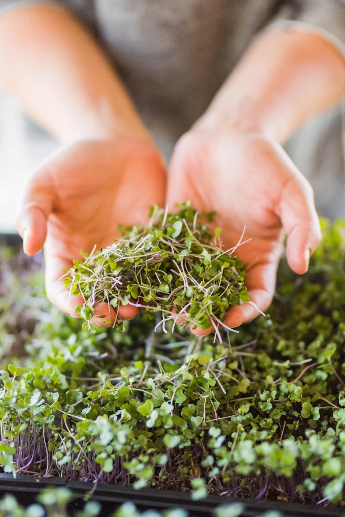 Mesa Microgreens