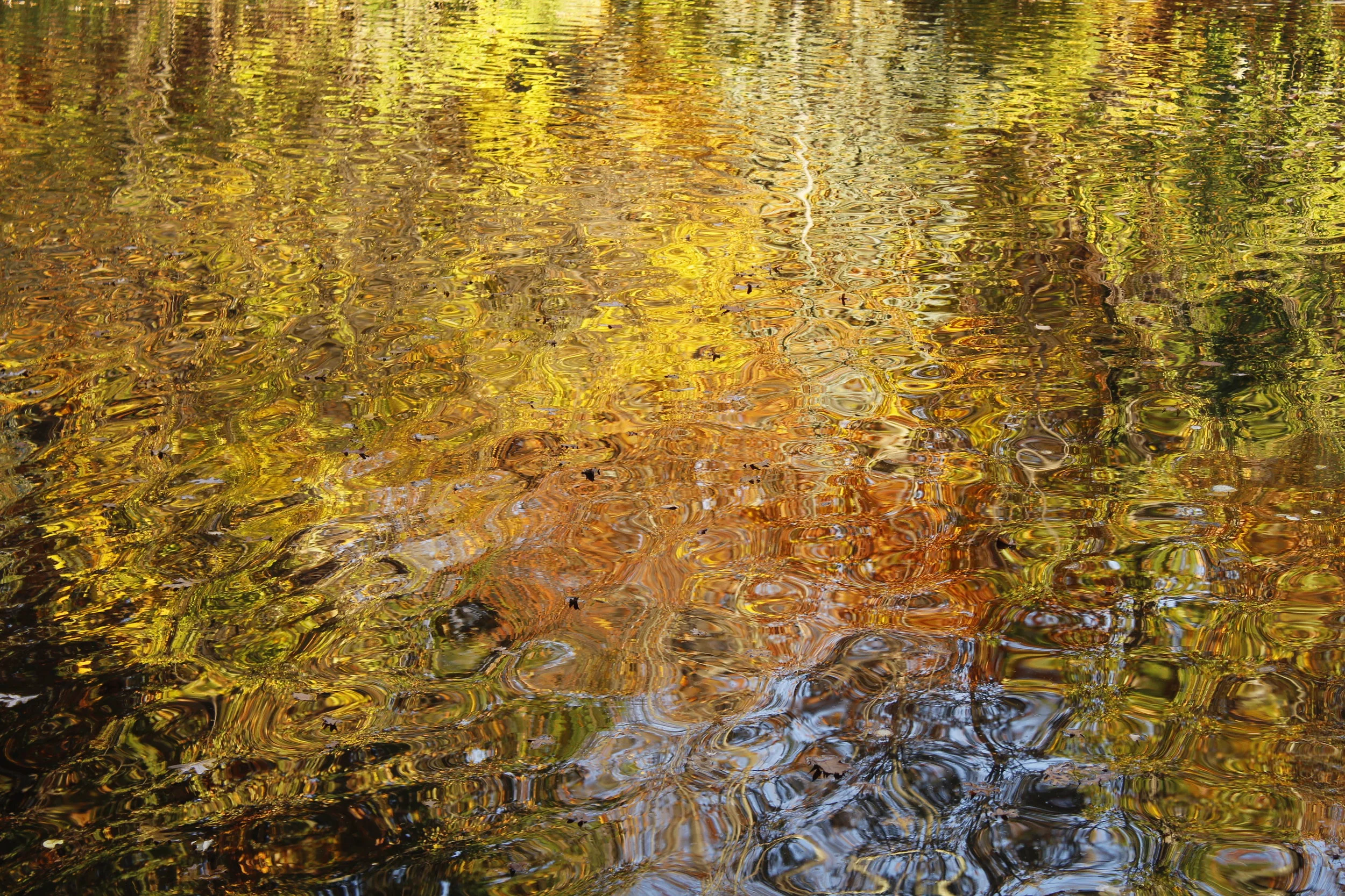 Title: Crane's Pond Artist: Sam McCormack - Medium: Digital Photo/Photoshop