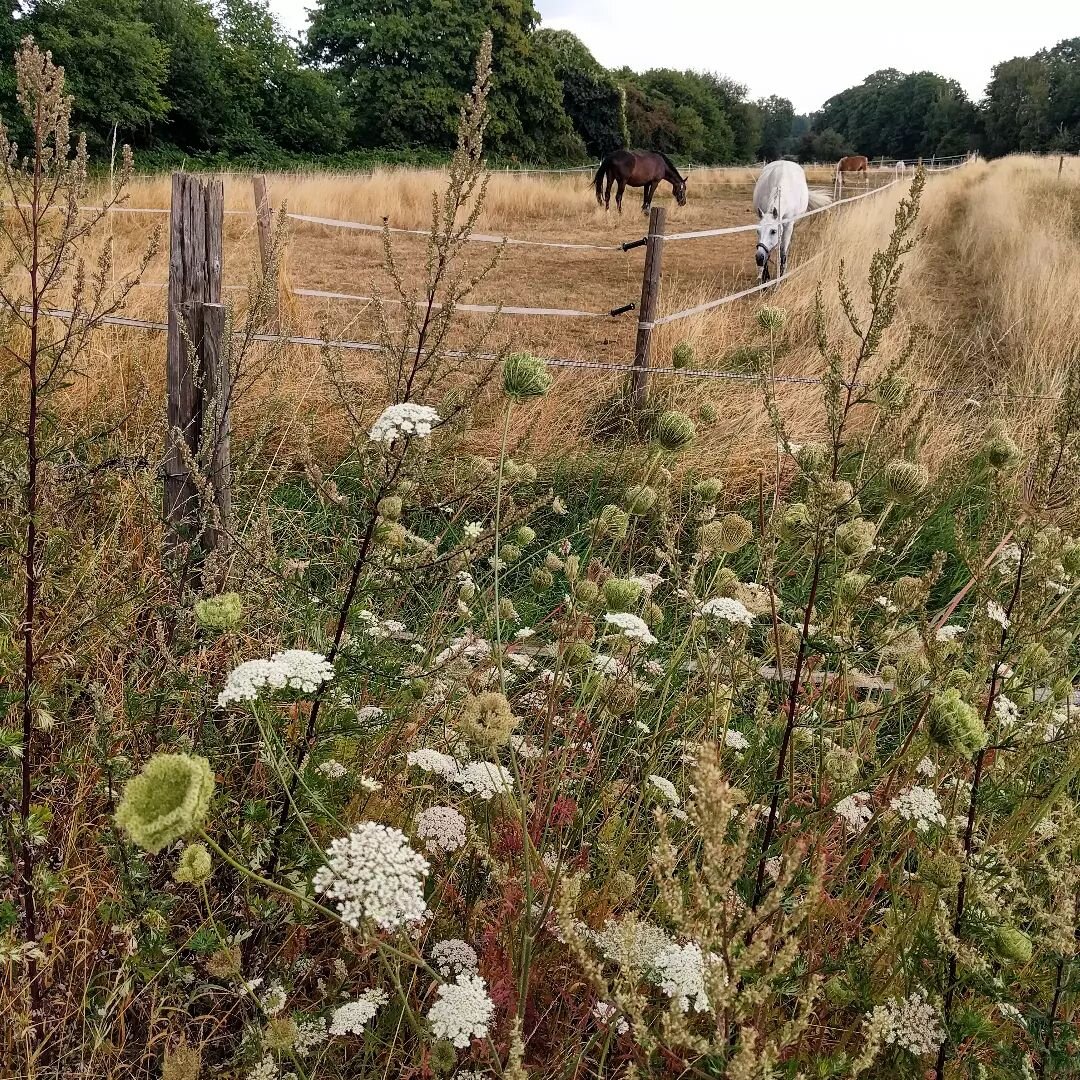 Morgenspaziergang in Dellbr&uuml;ck 🐴🌾🐔