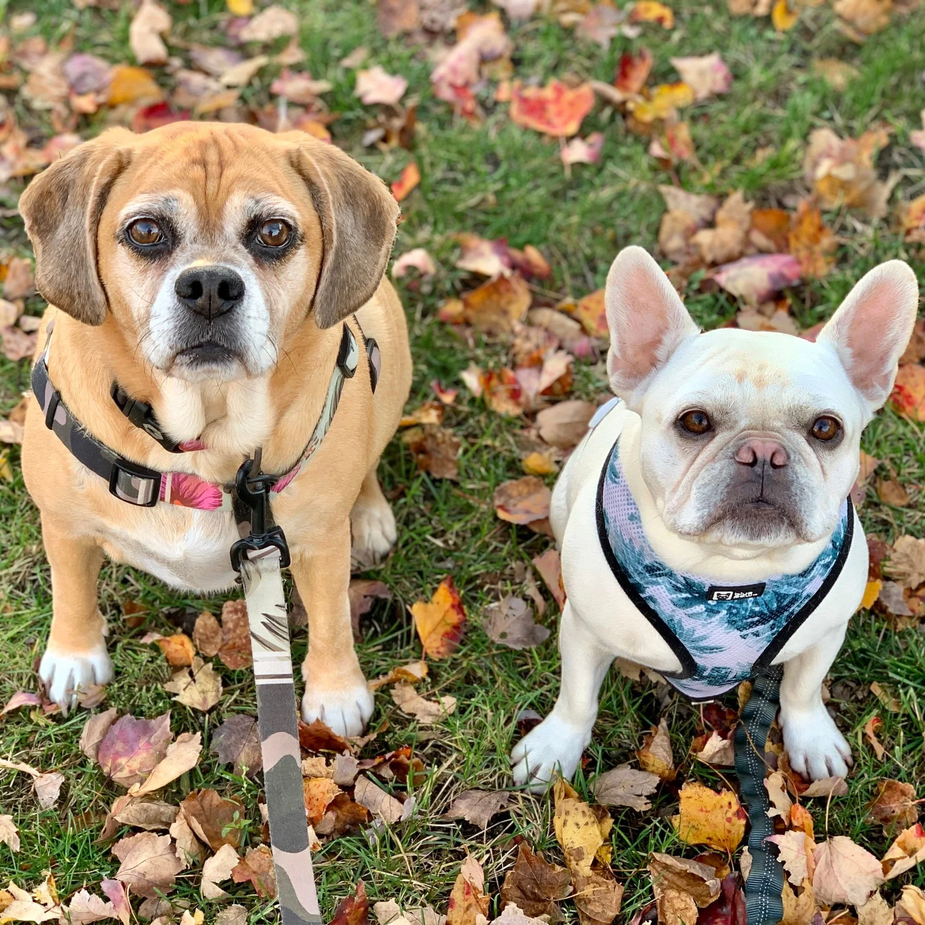 Park Progress Update, October 2019