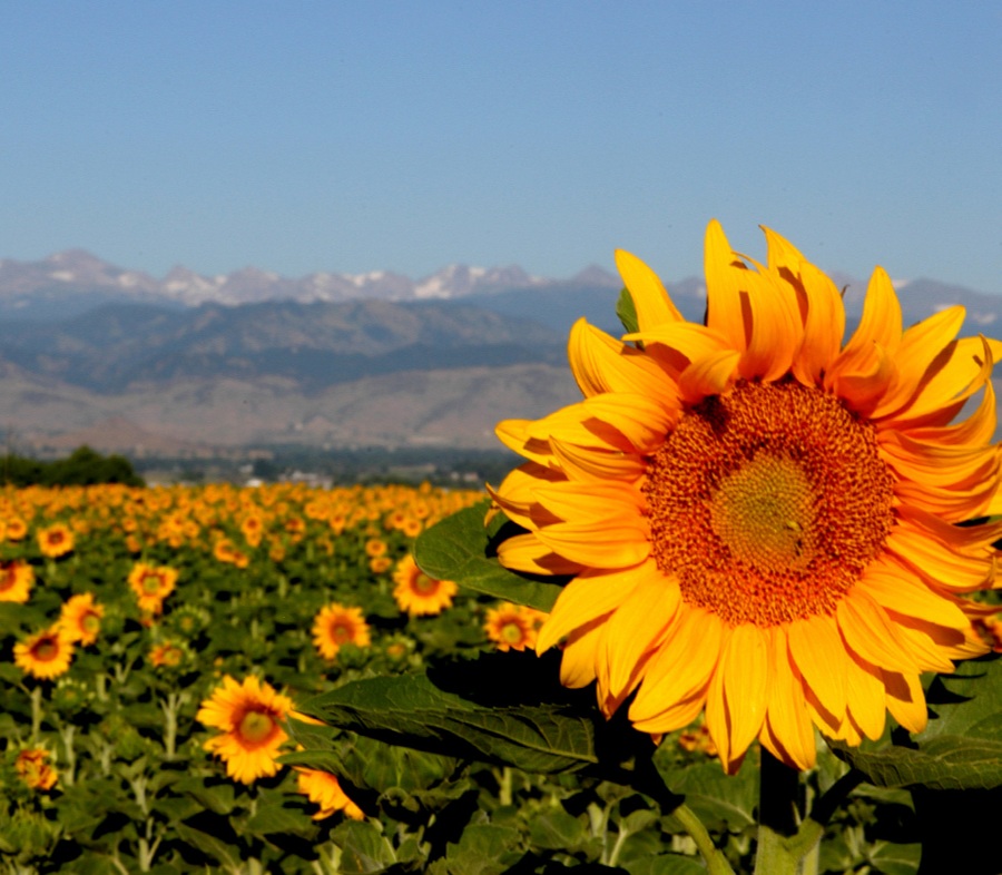 sunflower-sorta-square-v3-900p.jpg