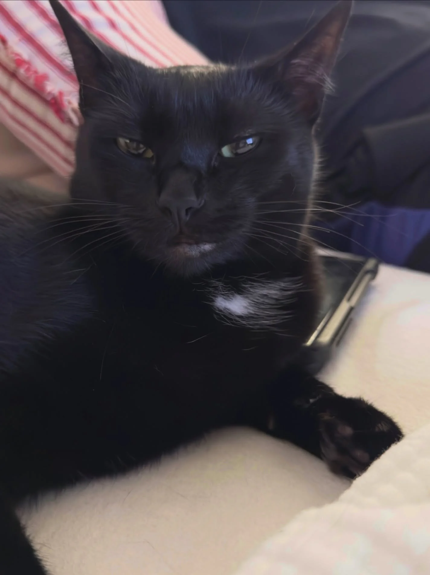GOOD NEWS &mdash; WE FOUND BUGATTI!!! ❤️😭

Exactly one year later, our beautiful baby girl is finally home.

Bugatti was found in Burlingame, across the bay from Emeryville, by someone who thought she was a stray and brought her in to be spayed. Tha