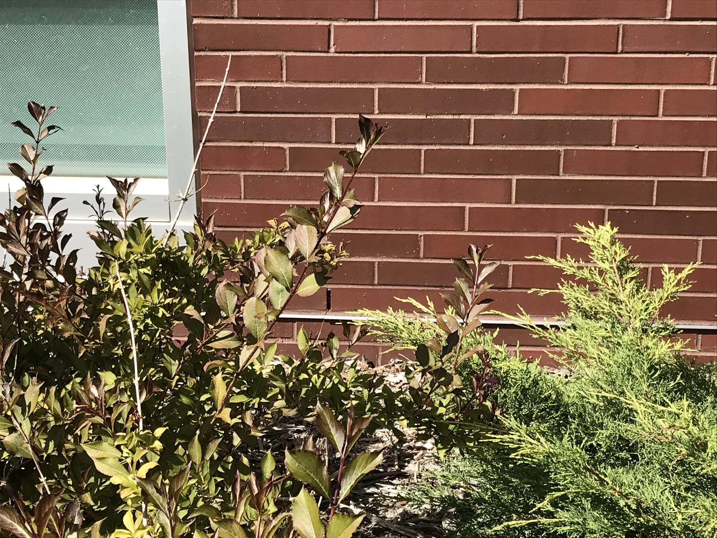 Have a good weep: the unnoticed feature that makes brick walls work