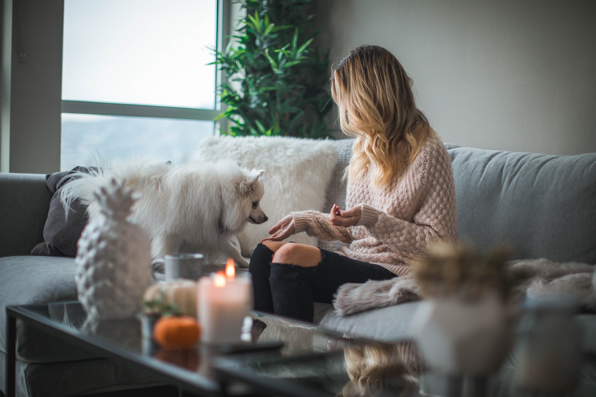 peaceful home - candles and pets - roberto-nickson-unsplash.jpg