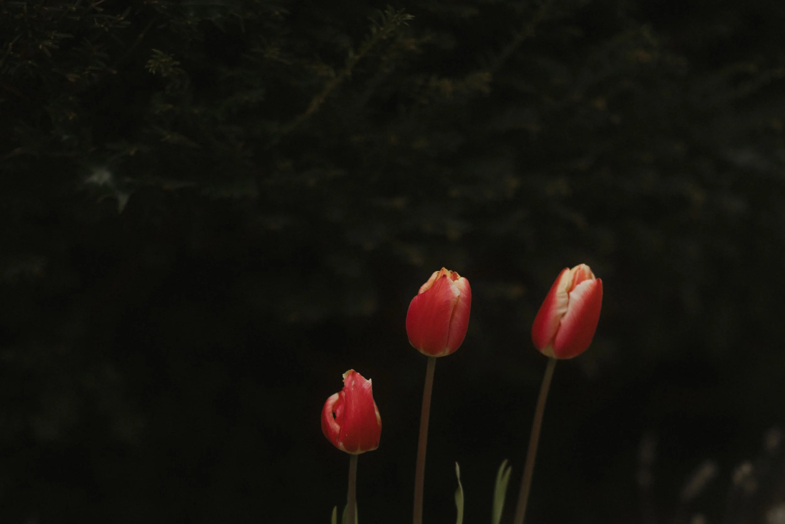 Lake District Wedding Photographer Relaxed Natural Laidback Fun Wedding -3.jpg