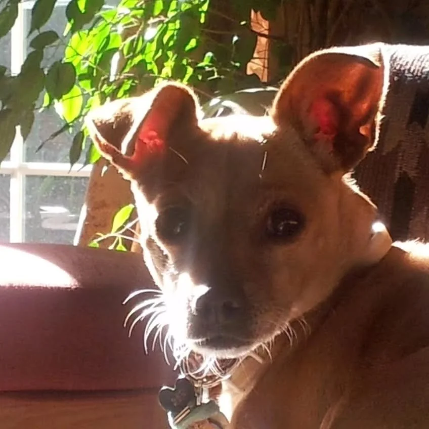 🌈 You have all the sunshine to bask in now. We loved you so much Boo-boo. Thank you for putting up with all the outfits we put you in. You were so much fun and we loved caring for you. See you on the other side, darling 💖