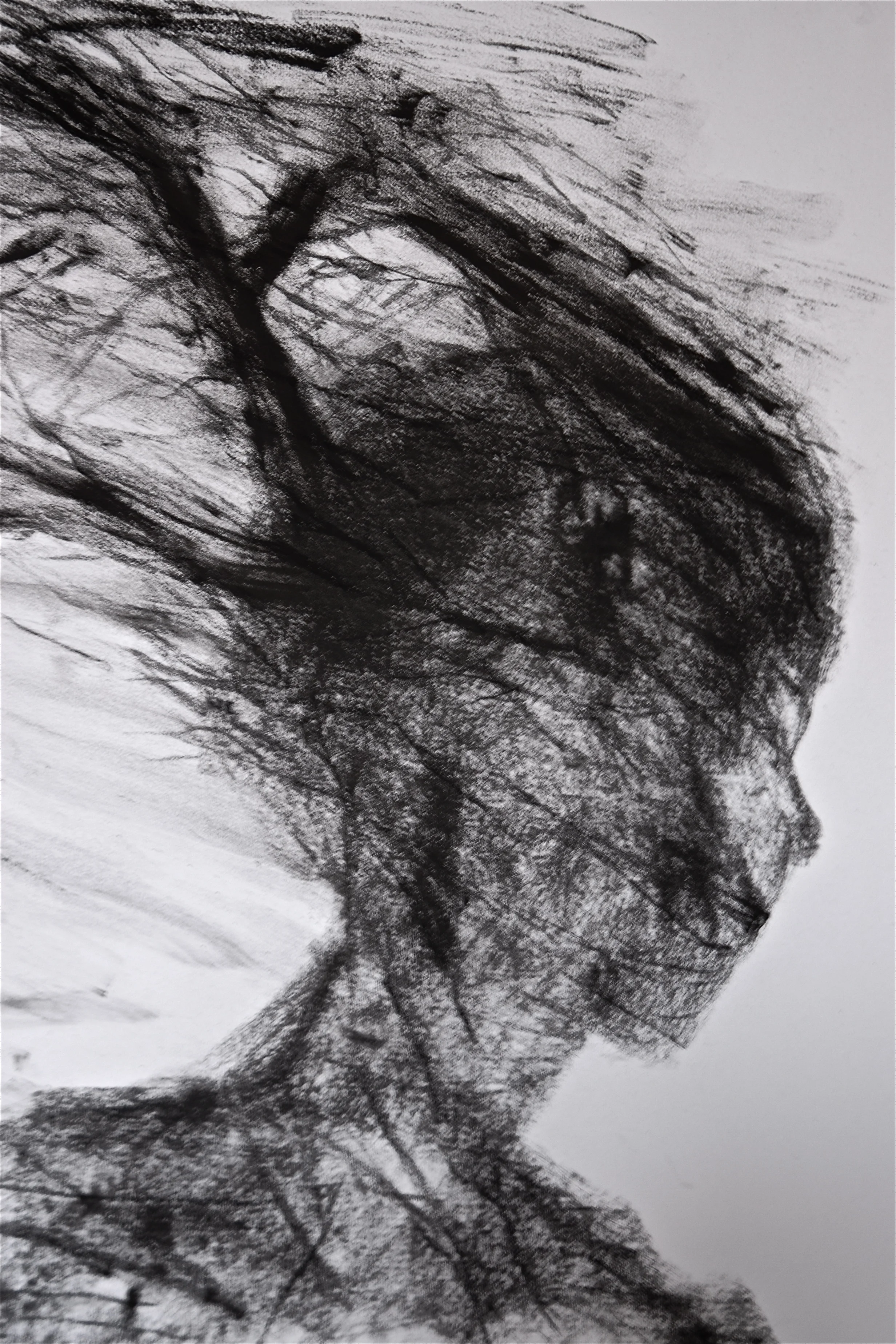 Passing Trees , 2013 Charcoal, 42 x 30cm.