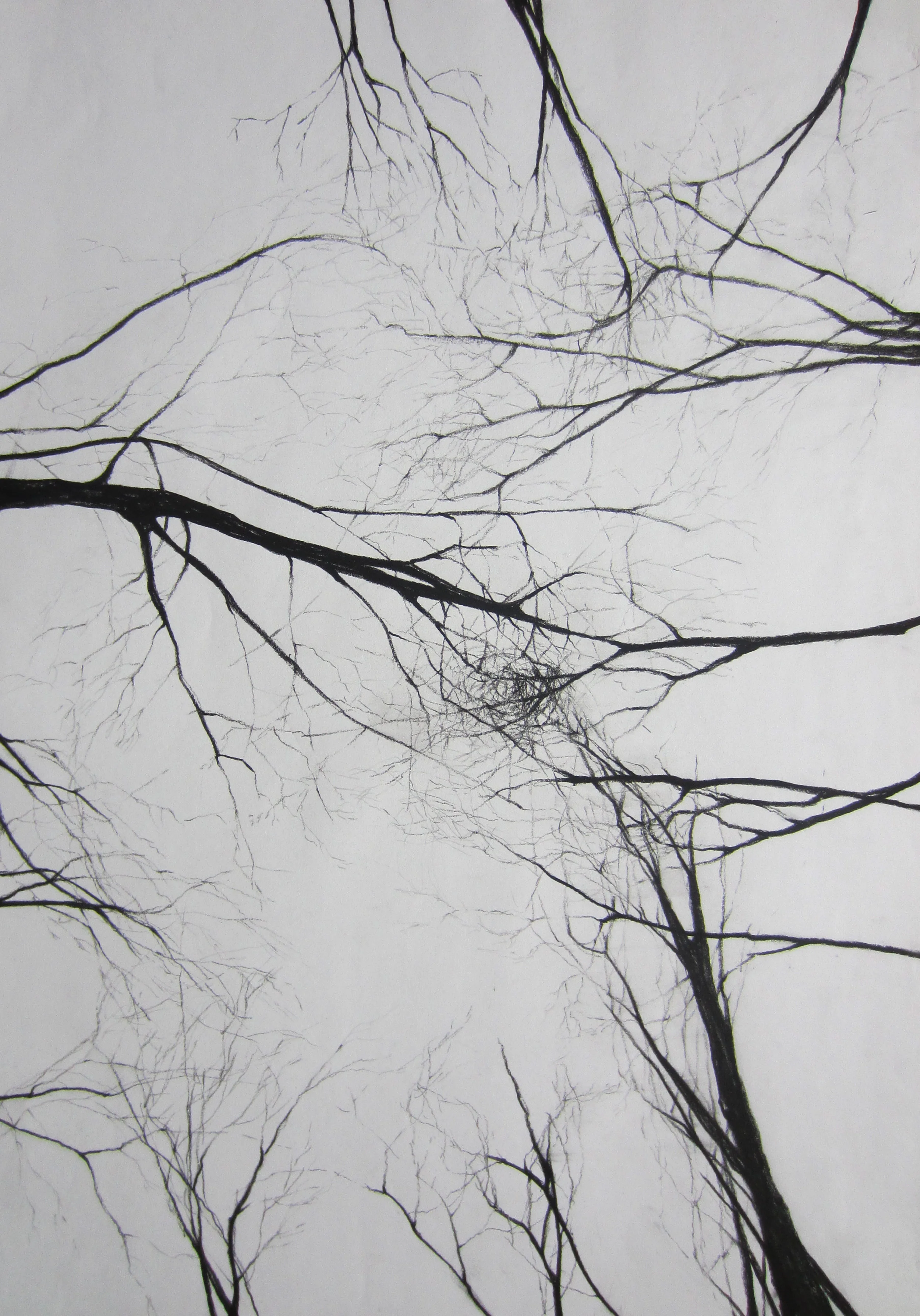 Tree Sky , 2013 Charcoal, 42 x 30cm.